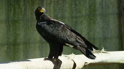 6K R3D - Verreaux's Eagle or Black Eagle - looking around, perched, wide. 4K Stock Footage 54893769