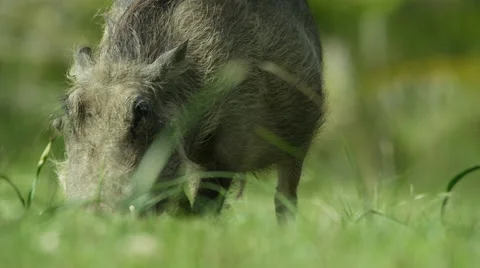 6K R3D - Warthog - grazing, from front. Africa animal ugly 4K uhd ultrahd Stock Footage 54834859