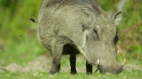 6K R3D - Warthog - grazing, from front, close up, tail swinging. African 4K uhd Stock Footage 54844611