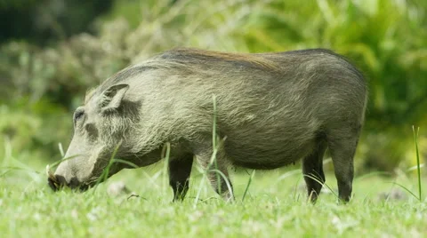 6K R3D - Warthog - grazing, from side. African animal pig hog 4K uhd ultrahd Stock Footage 54837797
