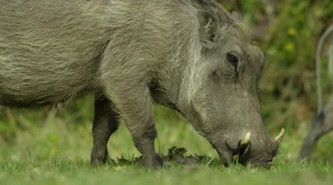 6K R3D - Warthog - grazing, from side, close up 2. Africa 4K uhd pig ugly safari Stock Footage 54852982