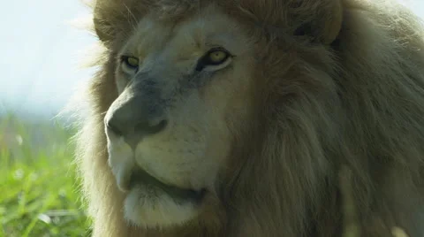 6K R3D - White Lion - face from side, turns toward camera, close up. Africa 4K Stock Footage 55246922