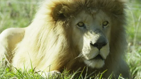 6K R3D - White Lion - lying down then leaps up. Africa safari nature 4K ultrahd Stock Footage 54813547