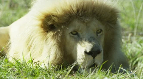 6K R3D - White Lion - resting in grass, eyes open. Africa predator 4K uhd safari Stock Footage 54813683