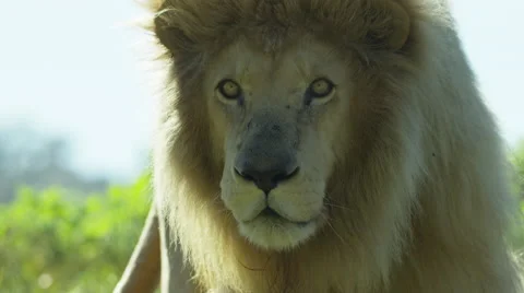 6K R3D - White Lion - walking toward camera, close up. Africa nature 4K uhd Stock Footage 54814620