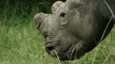 6K R3D - White Rhino - close shot of head, dehorned. Africa nature 4K uhd Stock Footage 54868620
