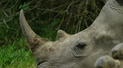 6K R3D - White Rhino - lying down, close of head and horn. Africa 4K uhd big Stock Footage 55246973