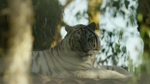 6K R3D - White Tiger - lying down in forest, turns to face camera. 4K ultrahd Stock Footage 54814258