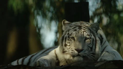 6K R3D - White Tiger - lying down in shade, medium shot. 4K uhd bengal cat Stock Footage 54814709