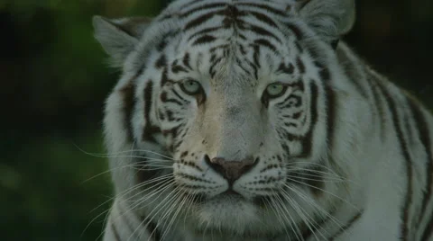 6K R3D - White Tiger - lying on grass, shakes head looks at camera, close. 4K Stock Footage 54817757