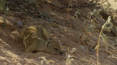 6K R3D - Yellow Mongoose - resting in shade, wide. Africa 4K uhd ultrahd Stock Footage 54684452