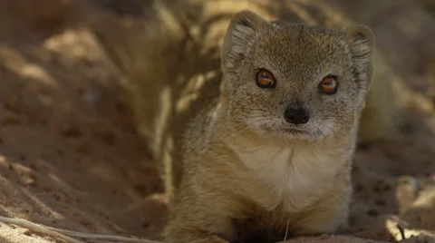 6K R3D - Yellow Mongoose - resting in shade, close, yawns. Africa 4K uhd Stock Footage 54684868