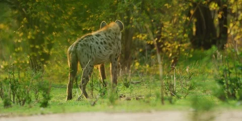 6K Raw - Hyena - standing with bone in m... | Stock Video | Pond5