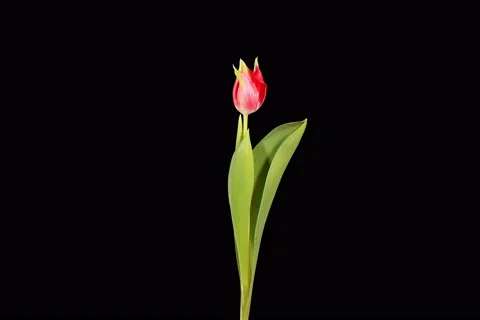 6K. Red tulip bloom buds ALPHA matte, Ultra HD (Tulipa Pretty Woman)  Stock Footage 47883324