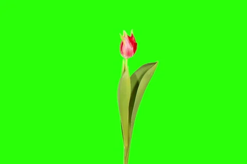 6K. Red tulip bloom buds green screen, Ultra HD (Tulipa Pretty Woman)  Stock Footage 47883357