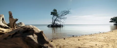 6K - Relaxing View of a Tree in the Ocean in Florida Stock Footage 125969959