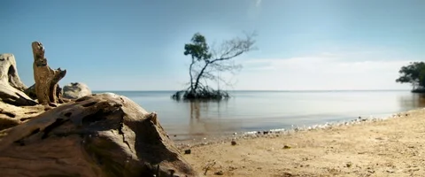 6K - Relaxing View of a Tree in the Ocean in Florida Stock Footage 125970284