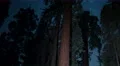 6K Sequoia Milky Way 04 Grant Grove Kings Canyon Pan R 4k or 4k+ Resolution