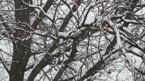 6K Snowfall Tree Videowall Video stock 87733333