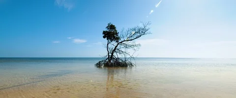 6K - Timelapse of a Tree in the Ocean Stock Footage 125970701