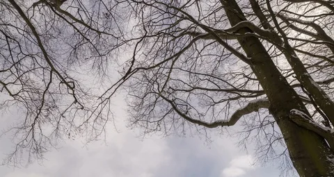 6K. Upward view of tree branches in winter. Forest with blue sky in background. Stock Footage 124213177