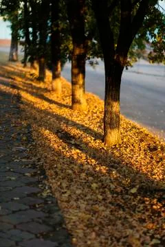 6U5A6296 Foto stock