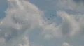 6x Aero Vodochody L-39C Albatros airshow HD Footage