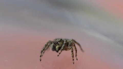 6Z GrayWallJumper Stock Footage 131413611