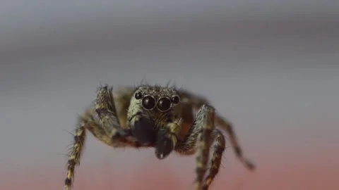 6Z GrayWallJumper2 Stock Footage 131413645