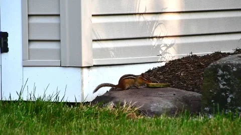 7 Chipmunk drinking and washing Stock Footage 243383046