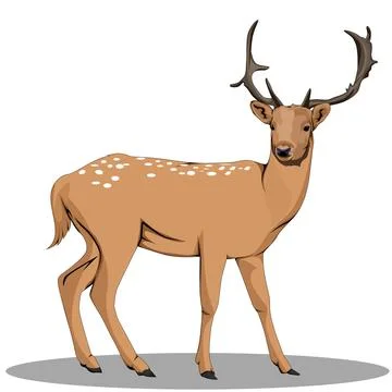 7. deer Stock Illustration
