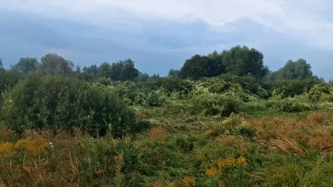 7 a drone span over a grass field. late summer morning Video stock 114350396