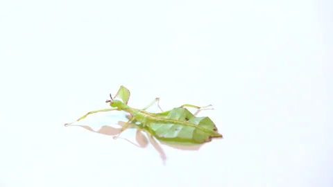 7 Exotic Leaf Insect Or Phasmid Walking On White Background Video stock 144705584