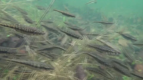 7 a flock of small fish - in a flooded spring field Video stock 124950951