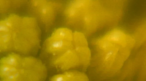 7 - Flowers Stock Footage 105380