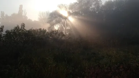7 Flying a drone to the sun through trees in the morning fog Video stock 154504199