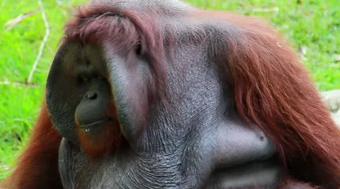 7 Stock Footage 10833311