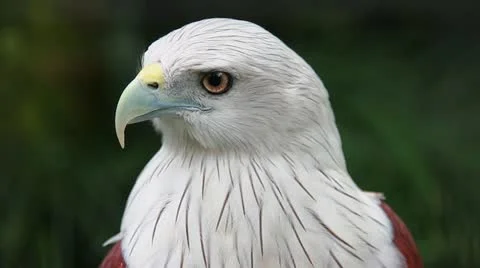 7 Stock Footage 10834606