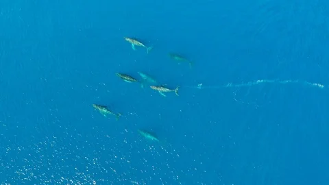 7 humpback whales in Hawaii Stock Footage