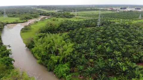 7 PLAMAS Stock Footage 136203838