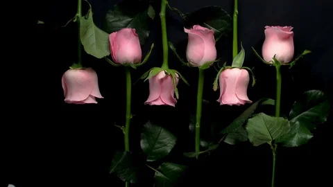 7 Roses Video stock 83118128