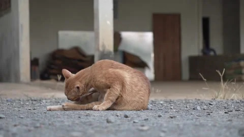 7 shots with orange cat. Stock Footage 258232791