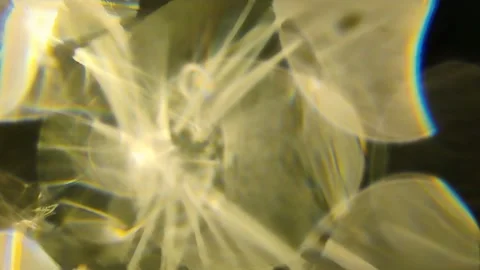 7. Soft Warm Light Particles Cozy Abstract Glow Transition Loop Stock Footage 320032248