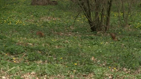 7-squirrels in the grass 库存影片 126630290