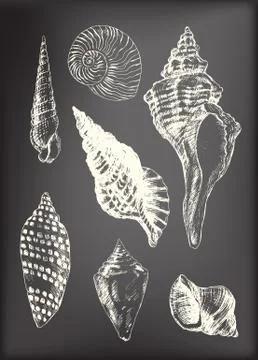 7 various seashells Stock Illustration