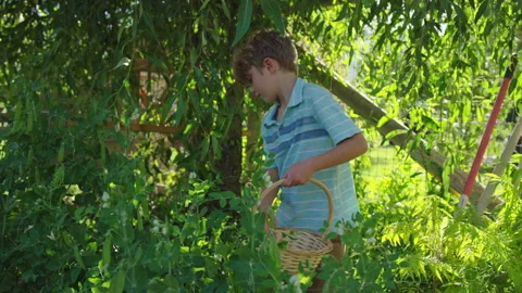 7 year old boy harvests ripe snap peas from garden and places them in basket 스톡 동영상 248162776