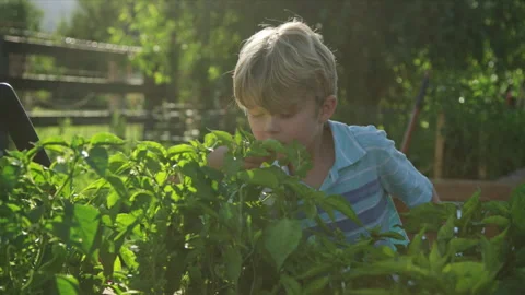 7 year old boy leans in to basil plant to breath in and smell its fresh aroma Stock Footage 248164545