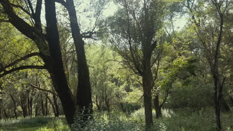 7 year old boy walks in the woods collecting wood. scene following the subject Stock Footage 137129444