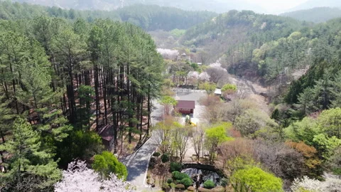 70. Drone video cutting through the fall forest.South Korea Stockbeeldmateriaal 303786652