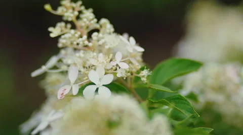 70 Stock Footage 58194306